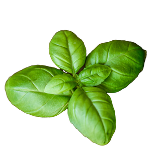 Basilikum