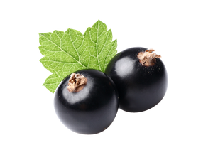 schwarze Johannisbeere