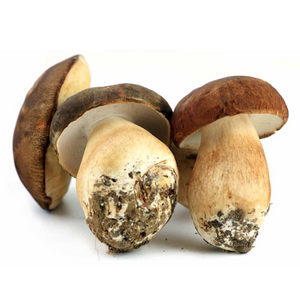 Steinpilz