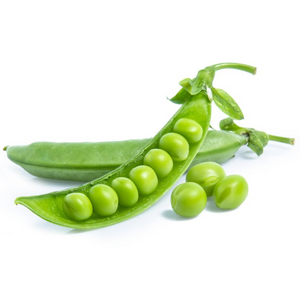 Erbse