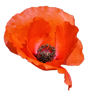 Mohn