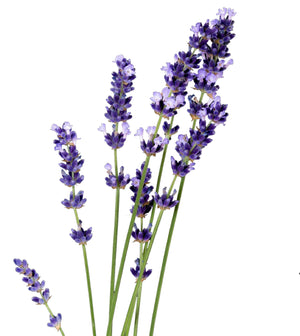 Lavendel