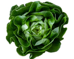 Kopfsalat