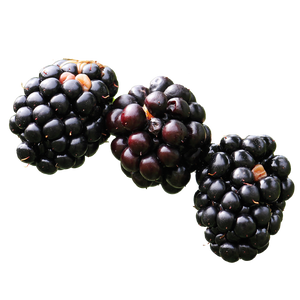 Brombeere